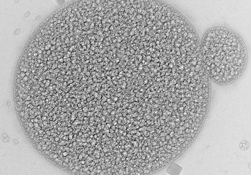 Transmission electron microscope (TEM) image of the bacterial cell.