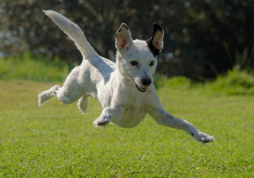 Dog running and jumping.